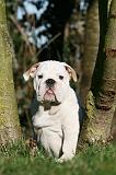 BULLDOG ANGLAIS 097
